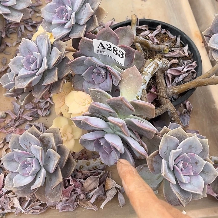 乐***～紫乐景12.88多肉植物A283