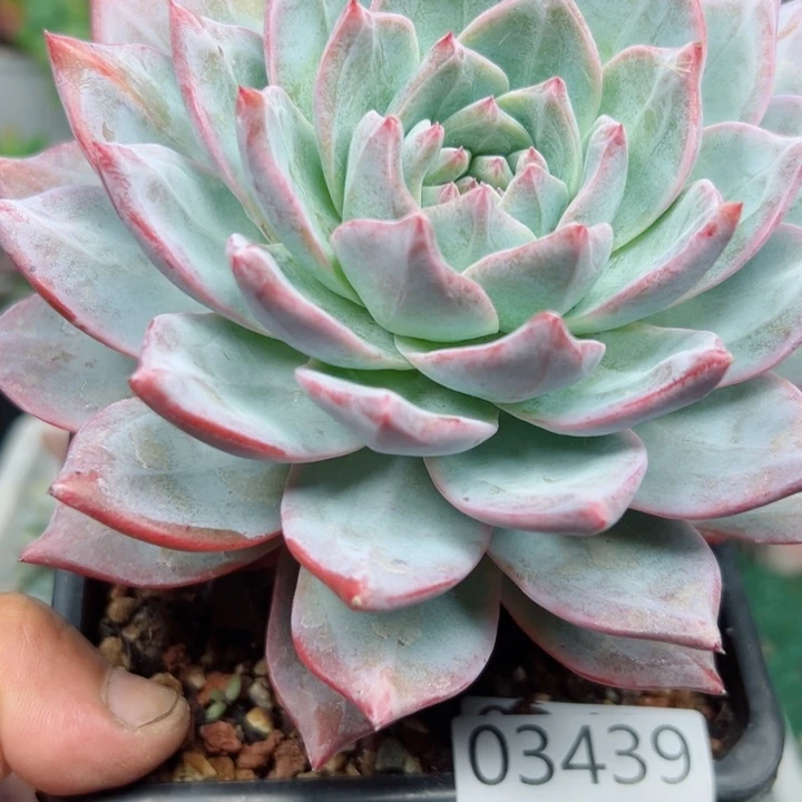 幸运的是我还没遇到你