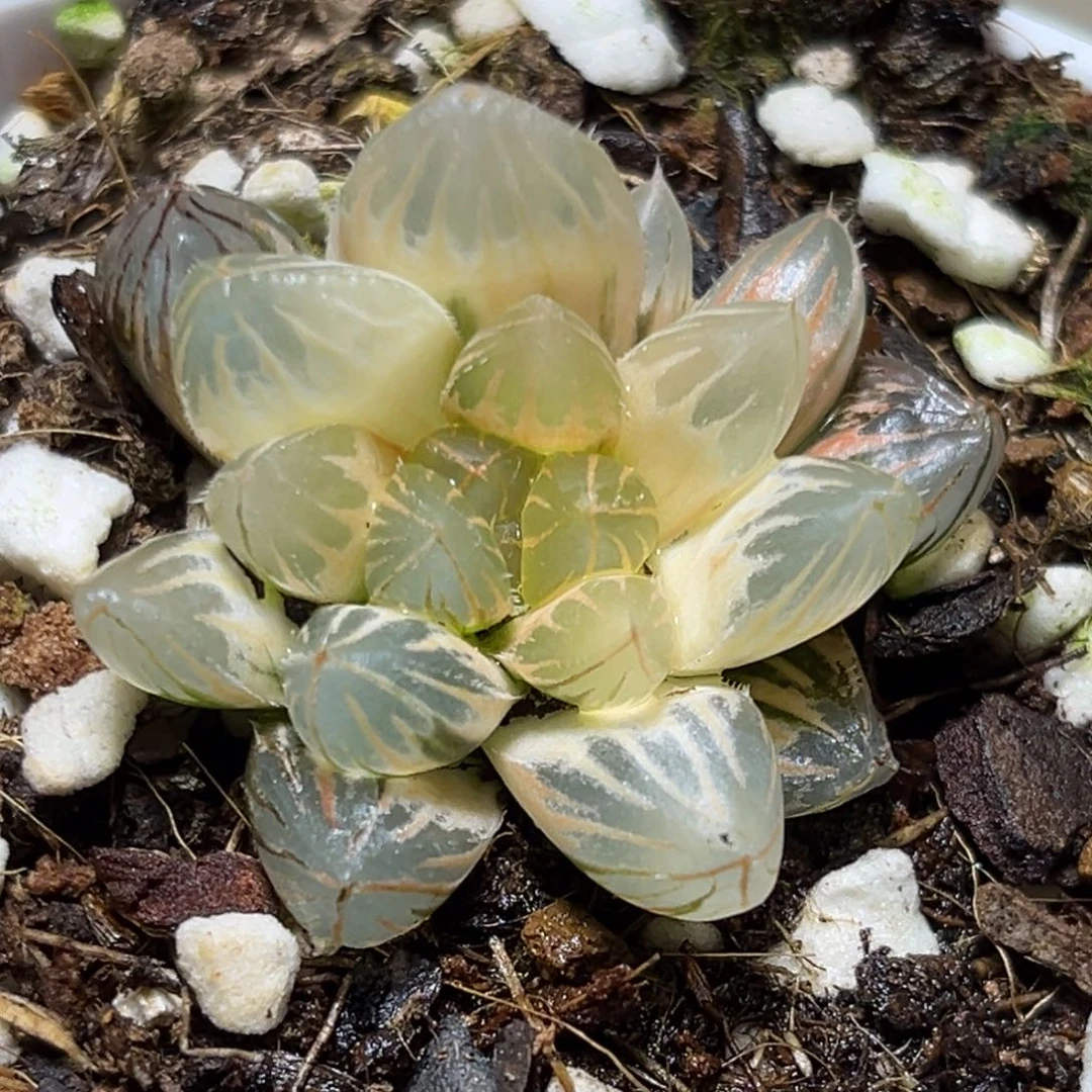 恭喜发财大吉大利902