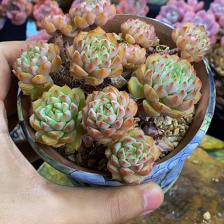 熊猫脸群生多肉发货