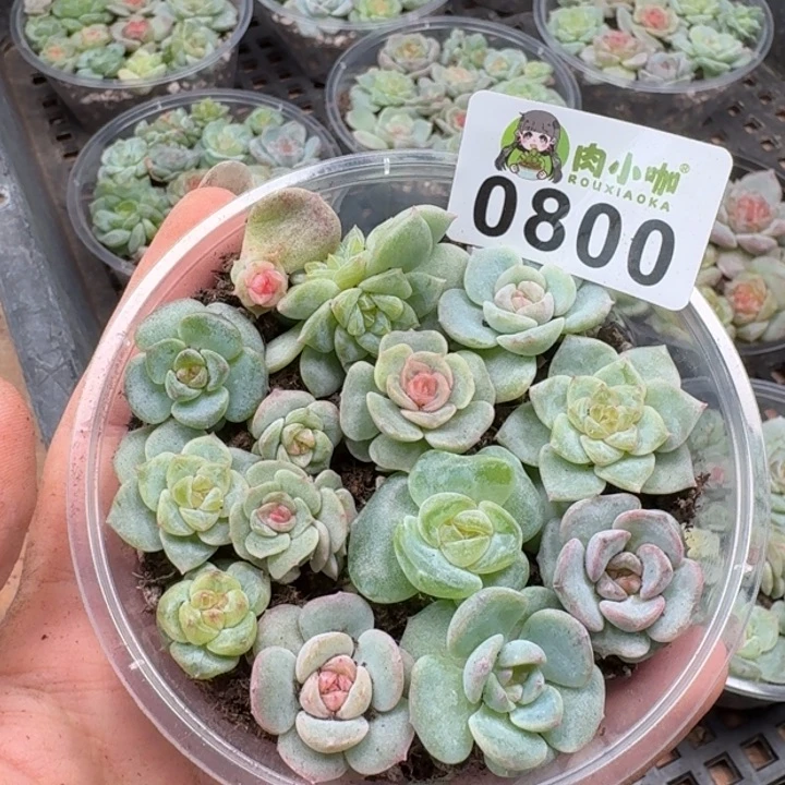 多肉植物多肉植物