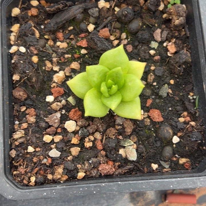 可爱小绿～一物一拍11746