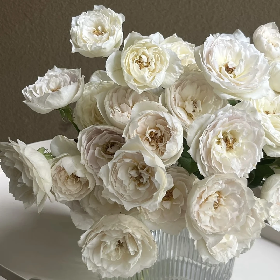 【德芮尔】【5度以下拍保温棉】珍珠奶茶多头玫瑰