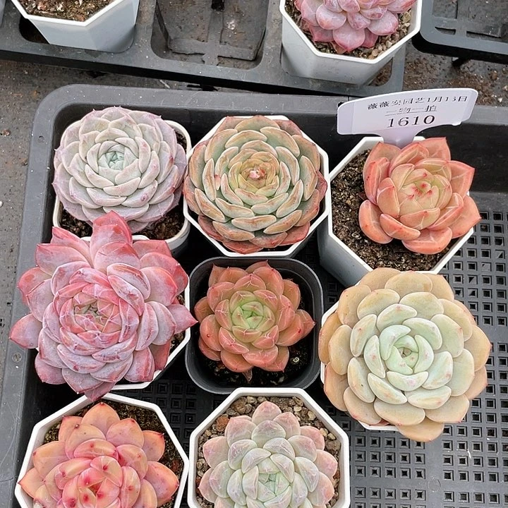 薇薇安园艺多肉1610