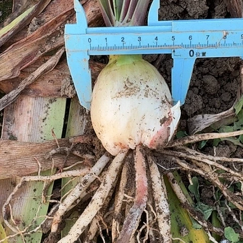 双梦5厘米包对版