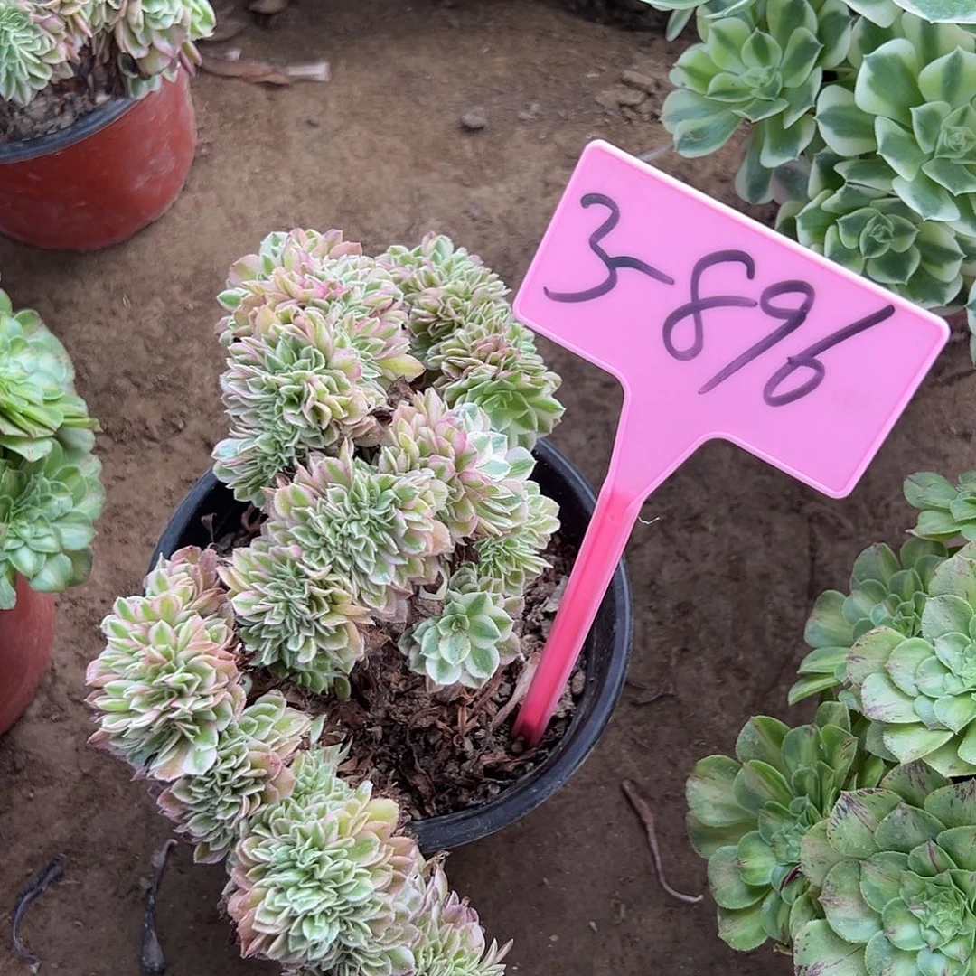 3-896倾城缀化多肉法师