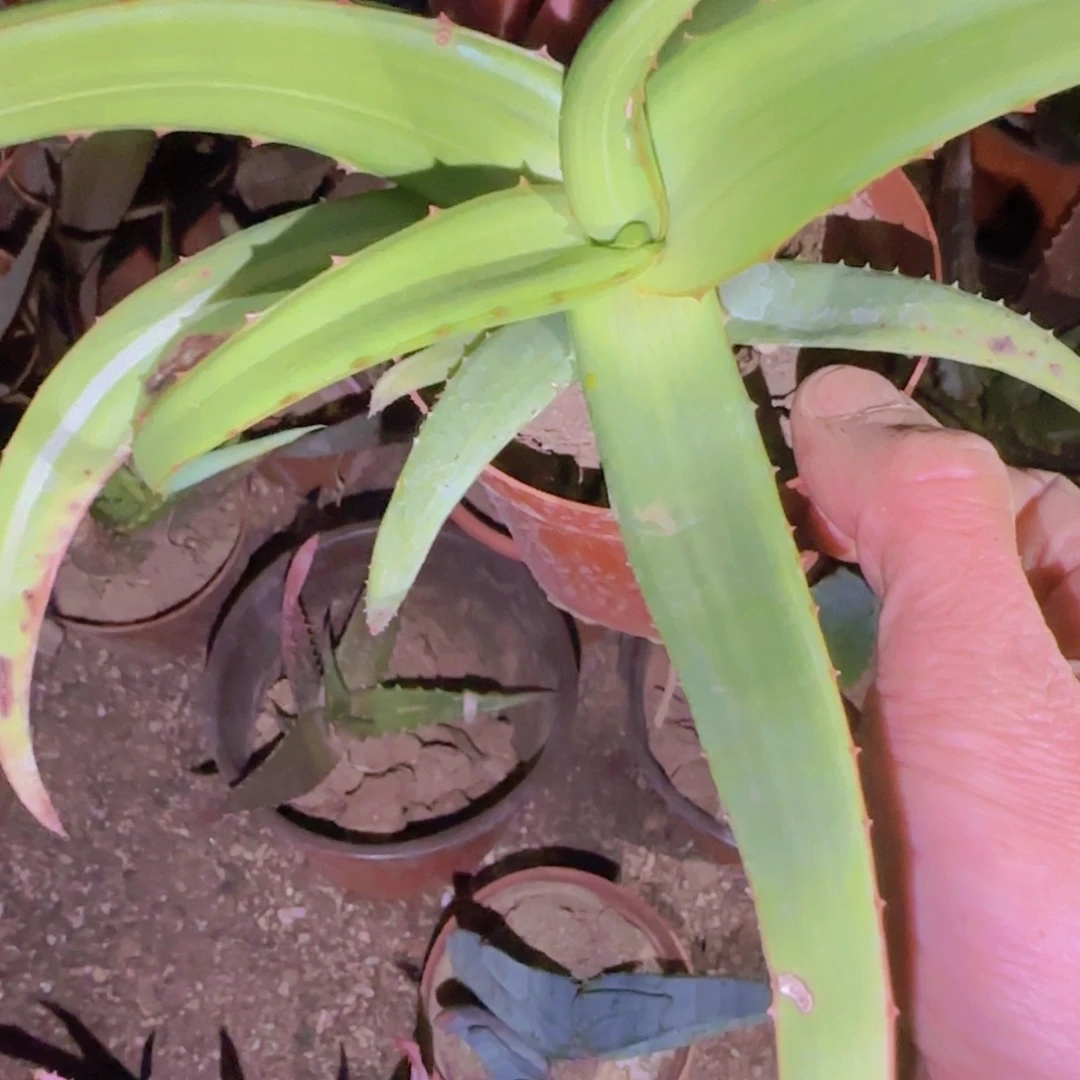 C***哇块根植物块根植物