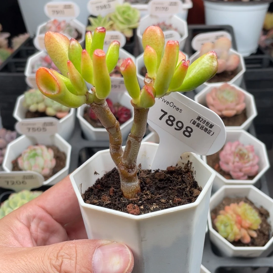 吸财树7898-7.5厘米