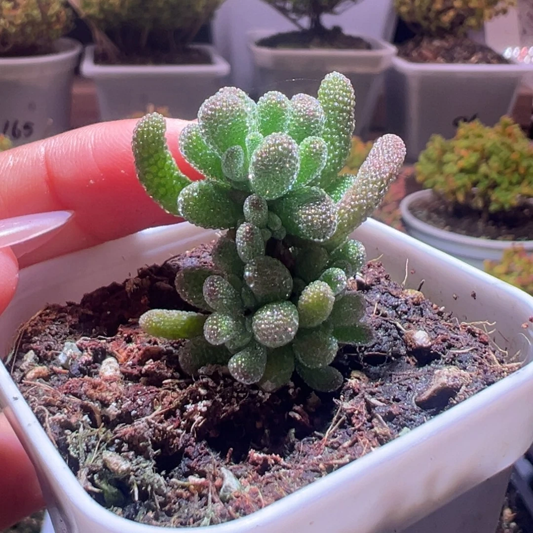 234冰晶杂一物一拍带盆土发货