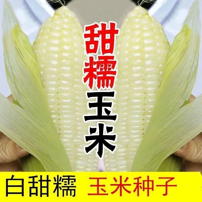 白甜糯玉米种子高产四季播白糯玉米非转基因农家超甜加糯玉米种子