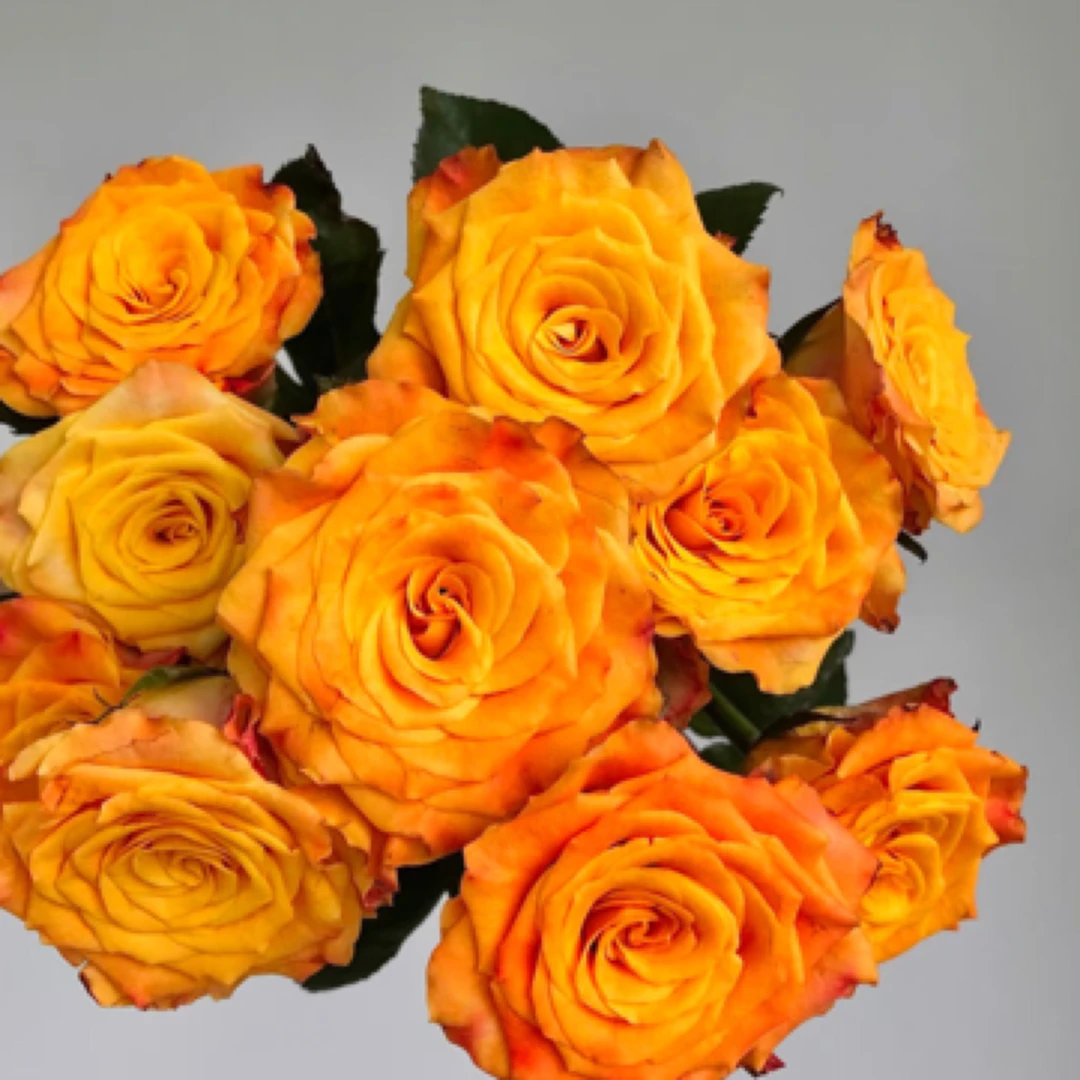 【高品质】金色海岸玫瑰10/20枝-1单中通 3单京东（20%不售后）