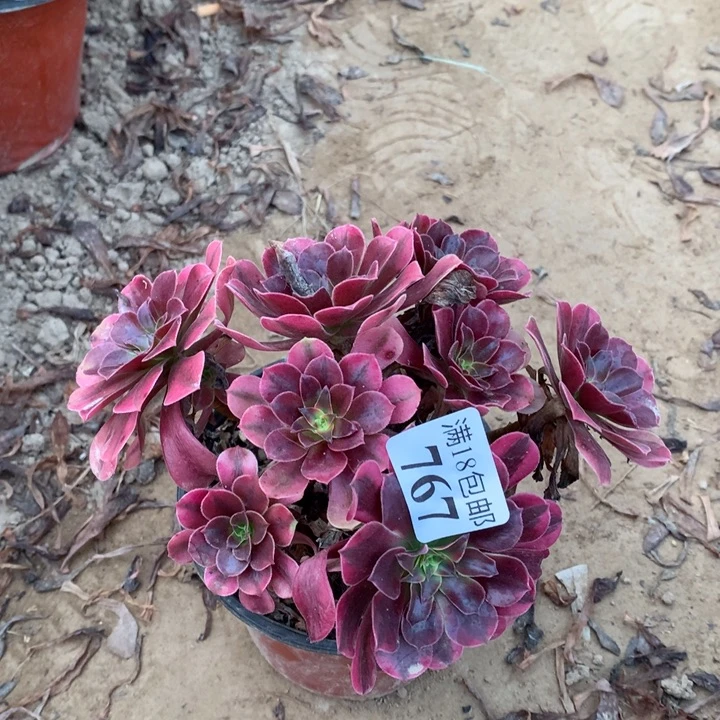 767美杜莎绣球不包断枝1