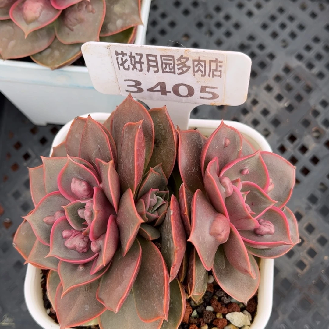 一***️多肉植物3405…………….