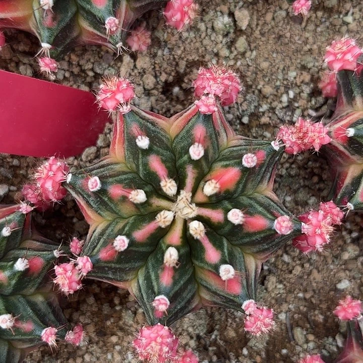 531-0617泰国发货