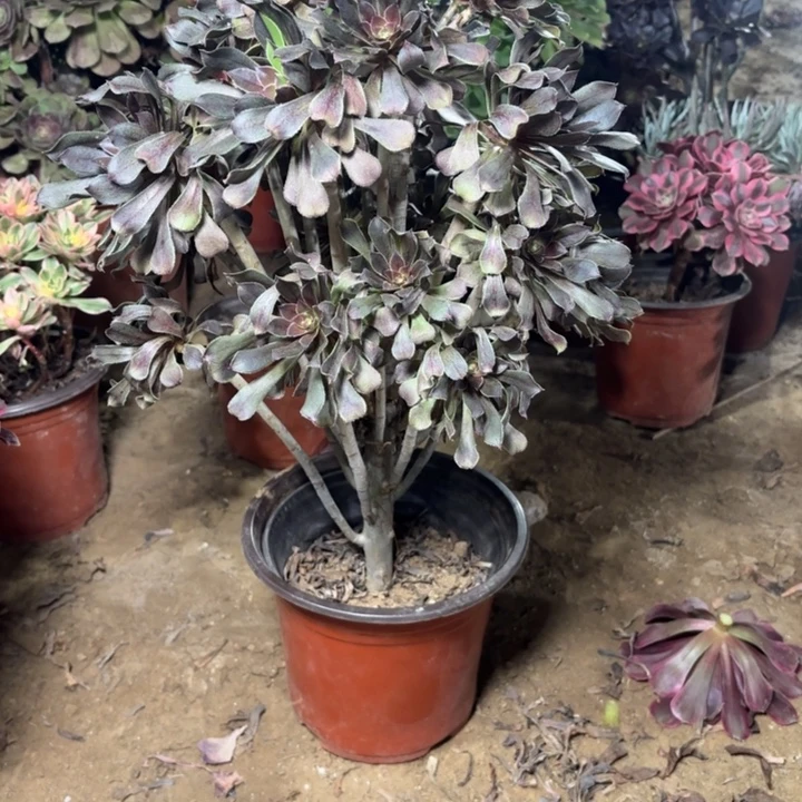 多肉植物法师灰法1