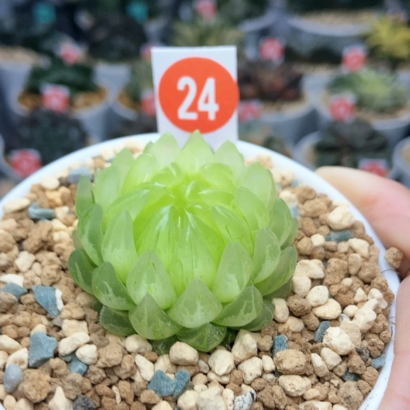 【闪购商品】24冰晶