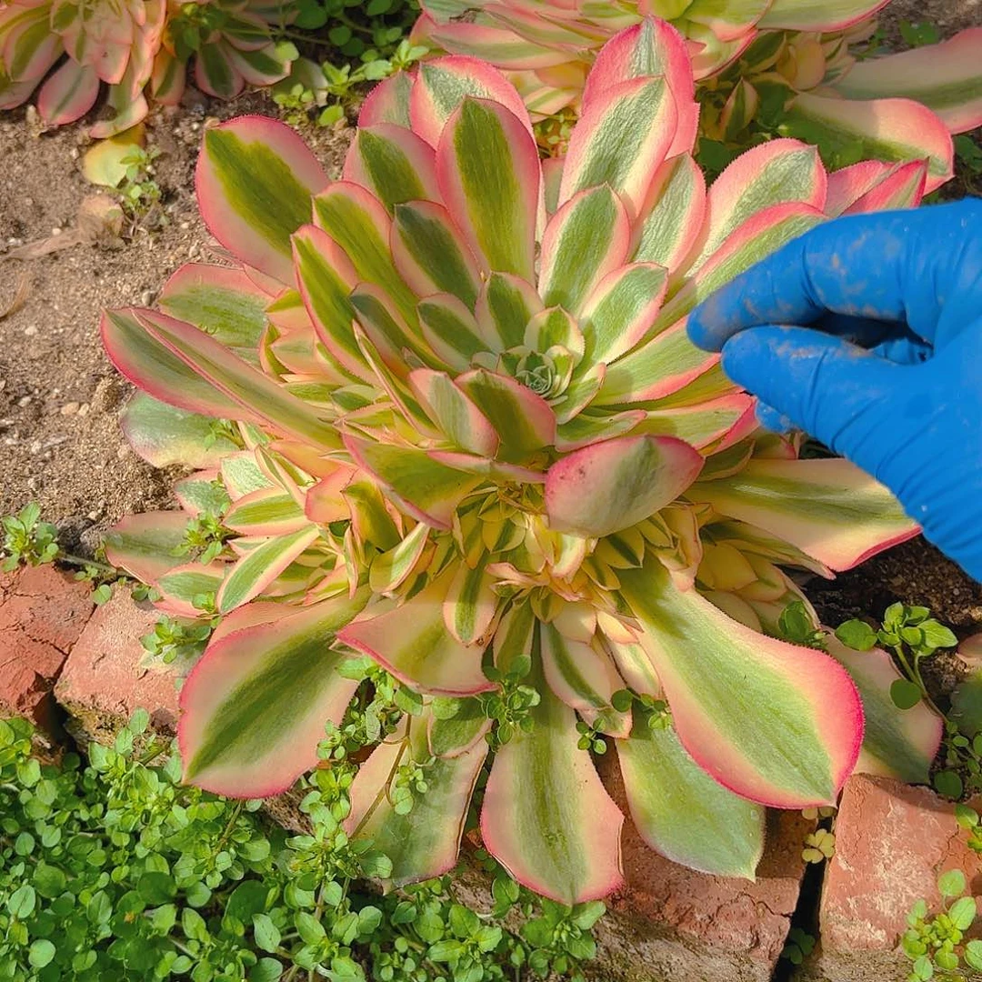 香妃手捧多肉植物