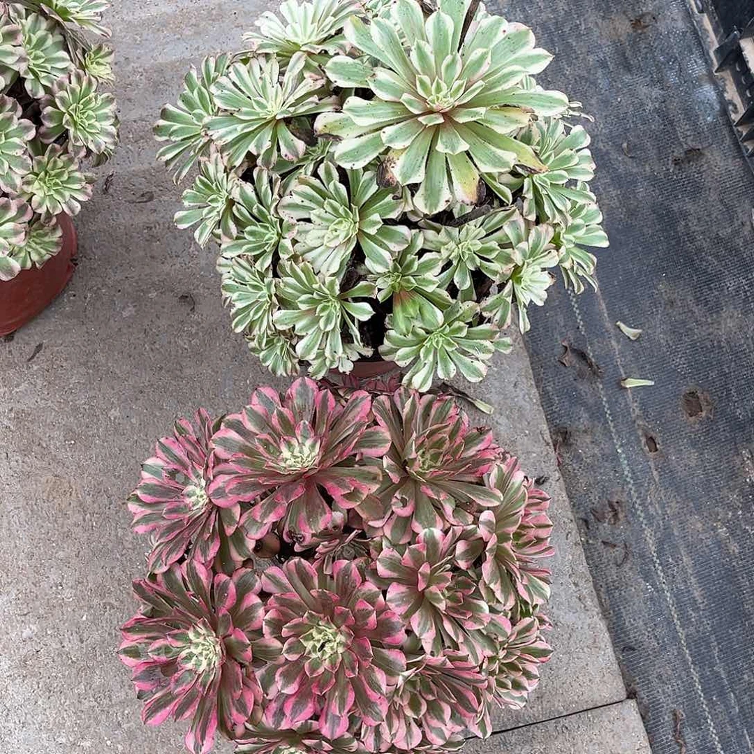 家***红铜白hhhhhhhhhhhhhh