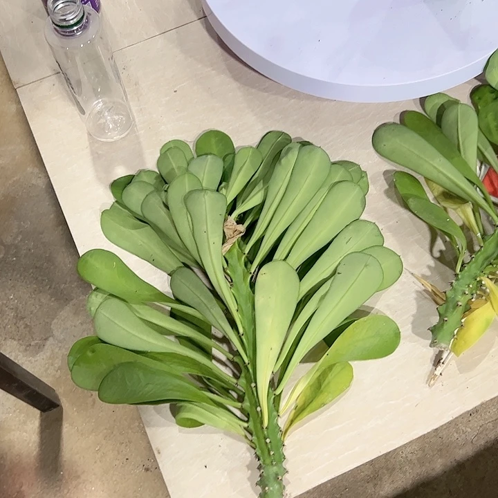 【闪购商品】虎*?枝条霸王鞭加龙骨加小戟阁