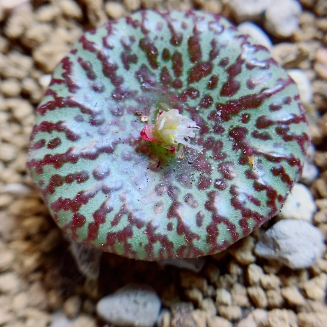 生石花花花花花花282