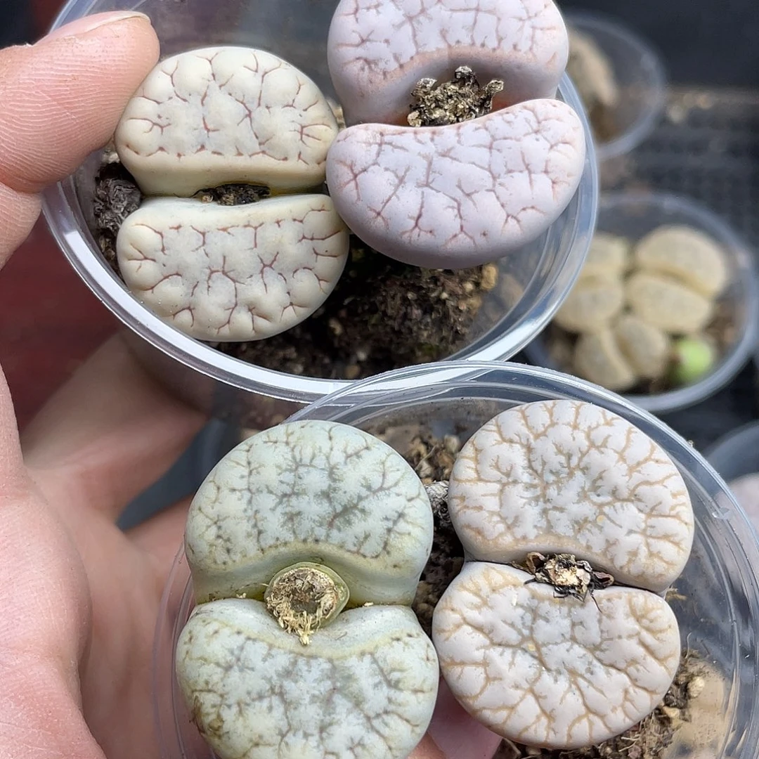 10000000花花花花花花花鼓励