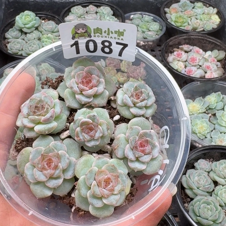 多肉植物多肉植物