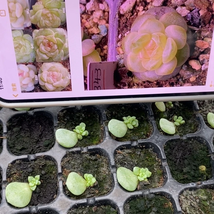 风花843叶插一个量