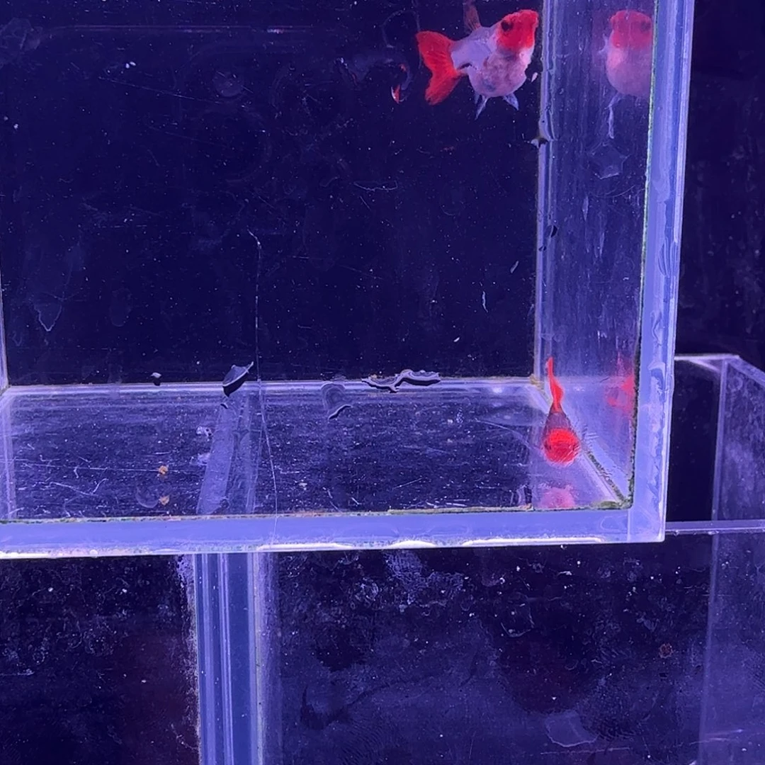 孔雀鱼深海蓝玻璃球1对