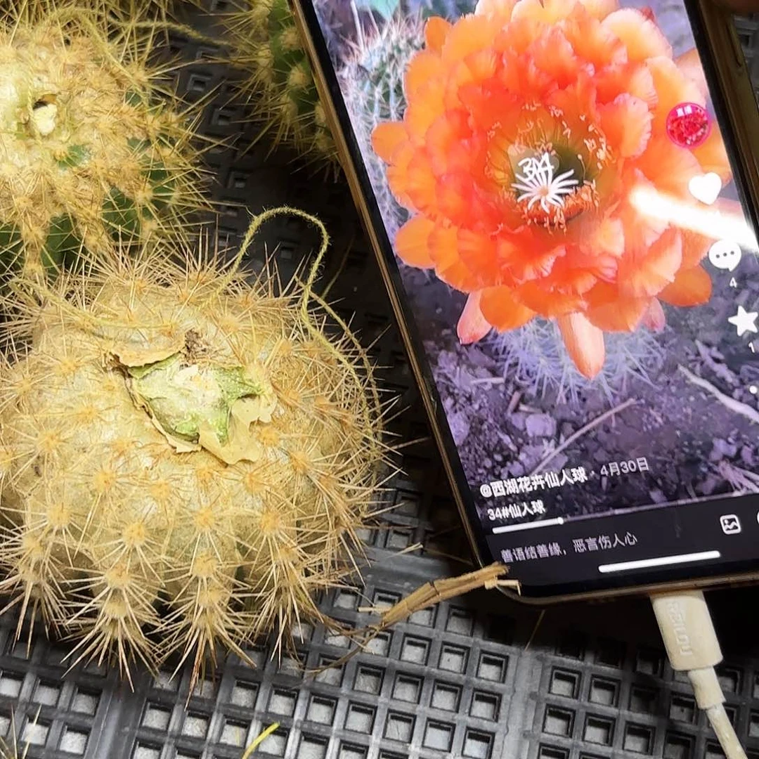 34号无根侧牙20包邮瑕疵斑52