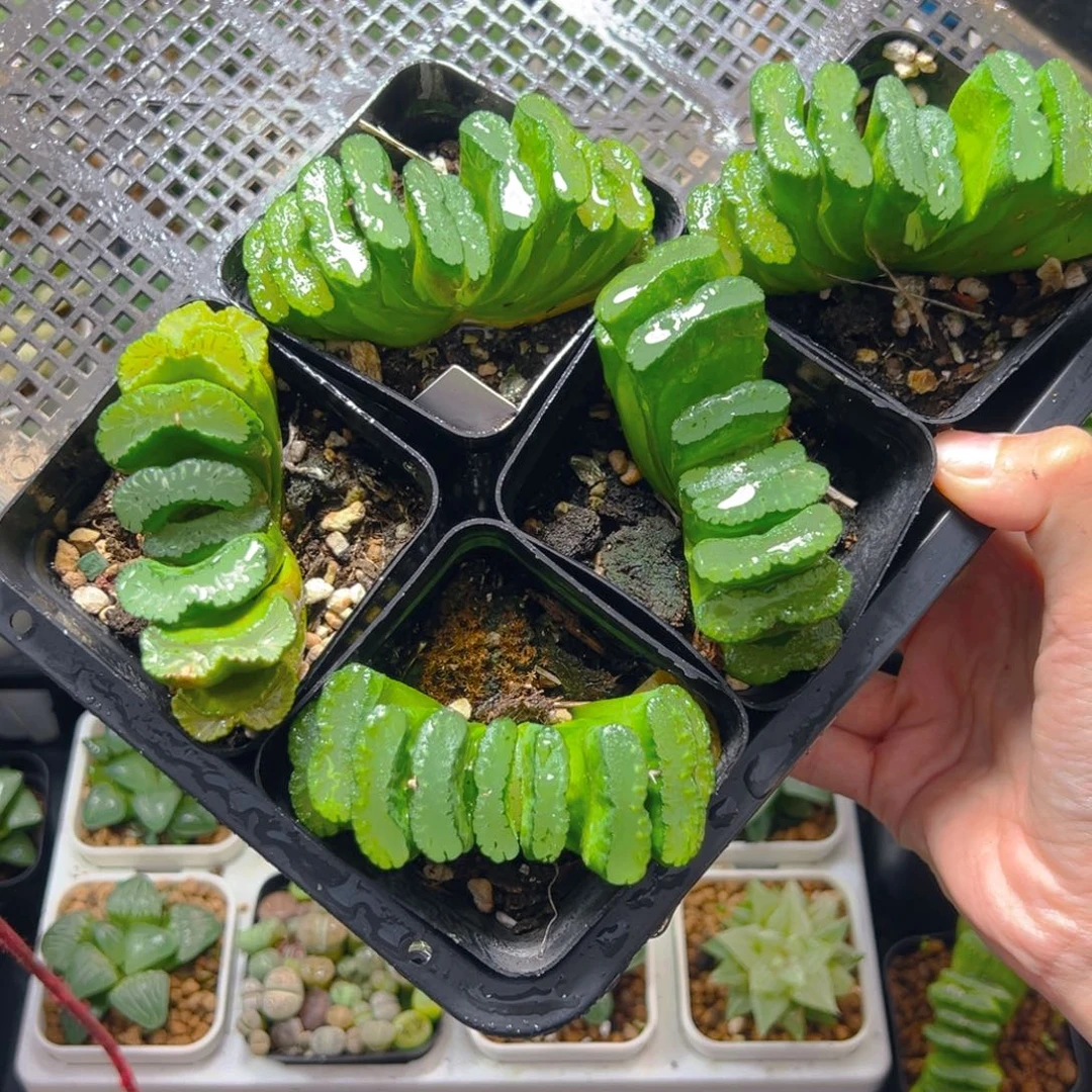 大玉扇母本玉露多肉一颗