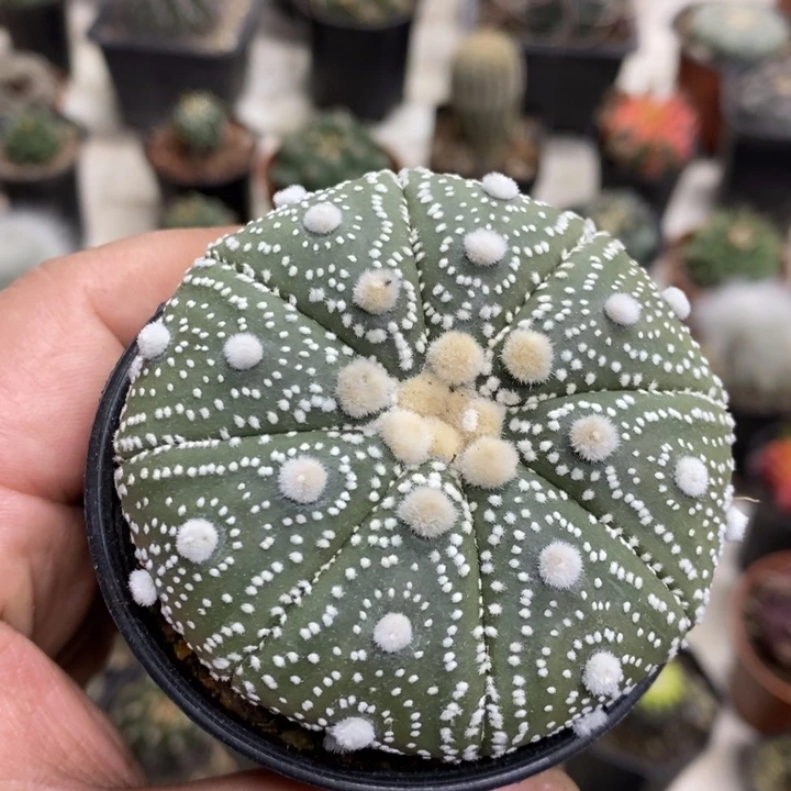 实生超兜特价福利