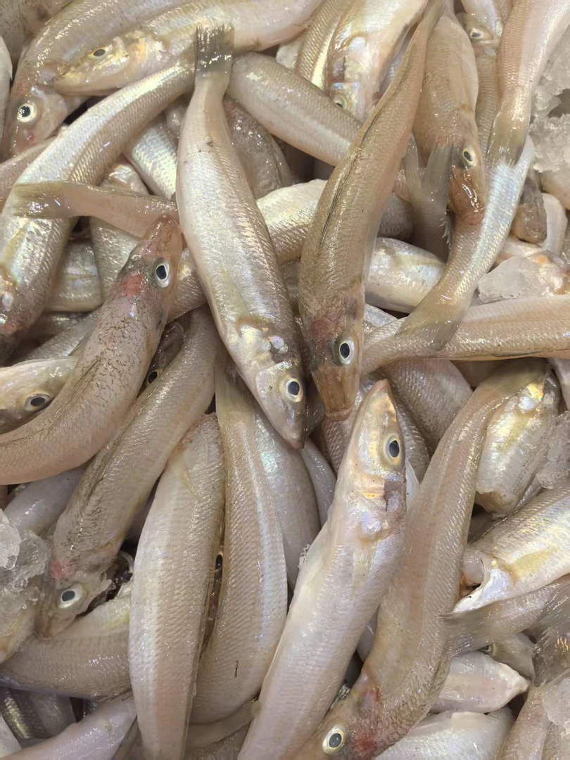沙丁鱼【直播现称】 新鲜现称冷运到家
