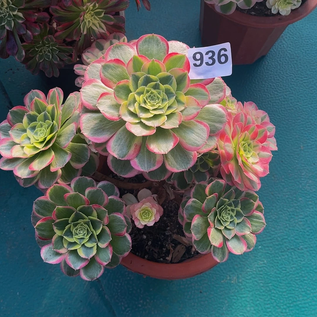 多肉水中鱼000000936