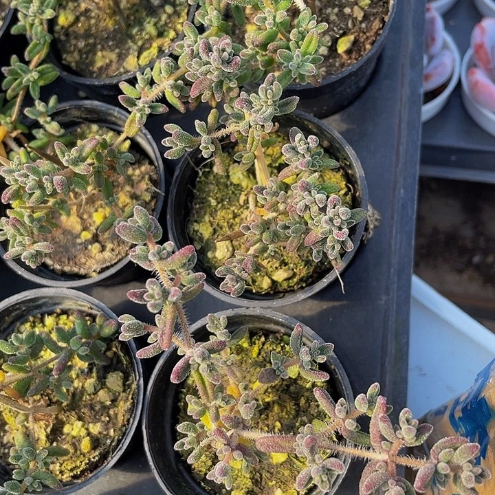 枝干红宝石带盆土发