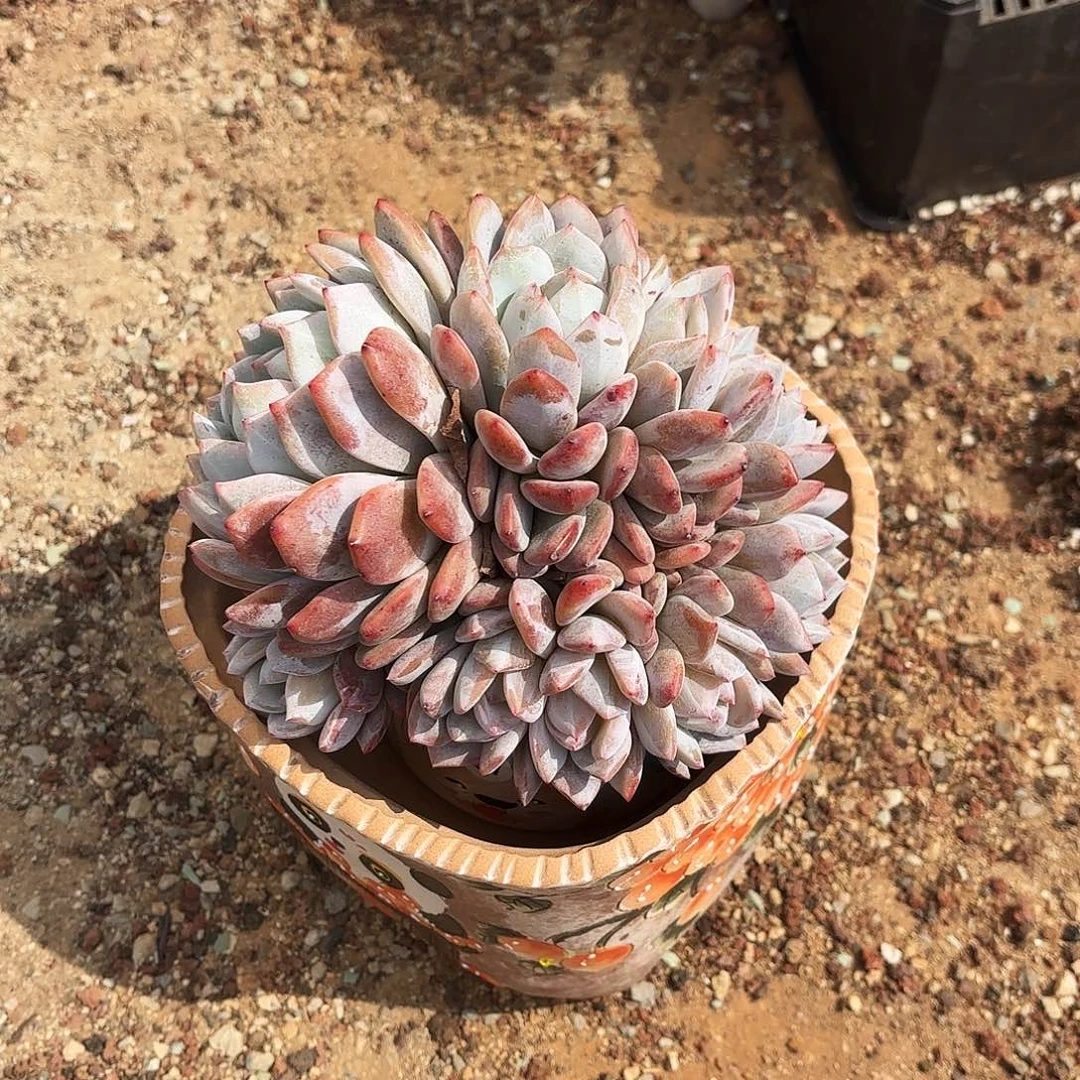 布*不羞妹妹的9头雪天使