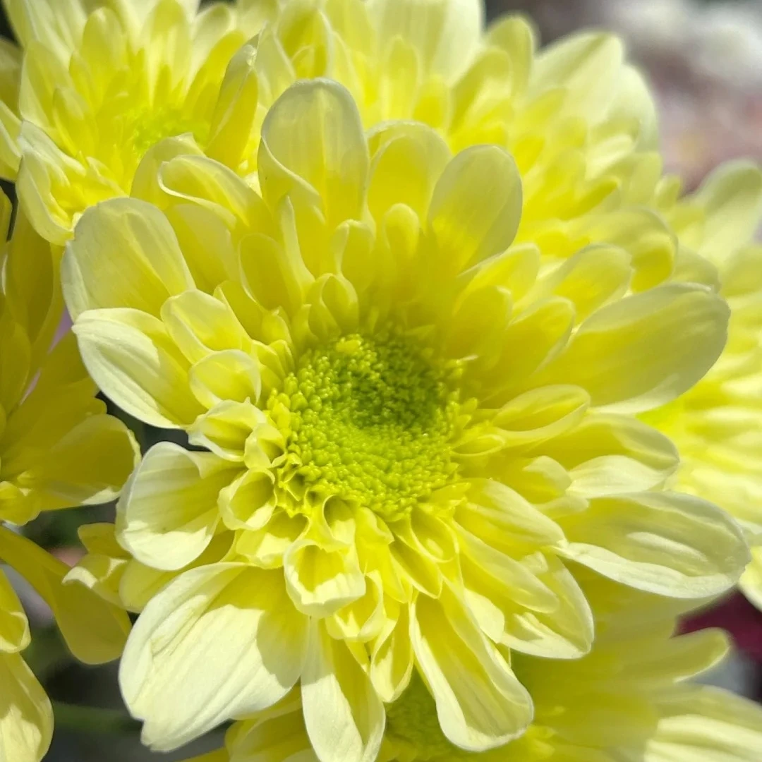 新款瑞黄小雏菊盆栽带花苞宿根花卉多年生庭院阳台新手好养新