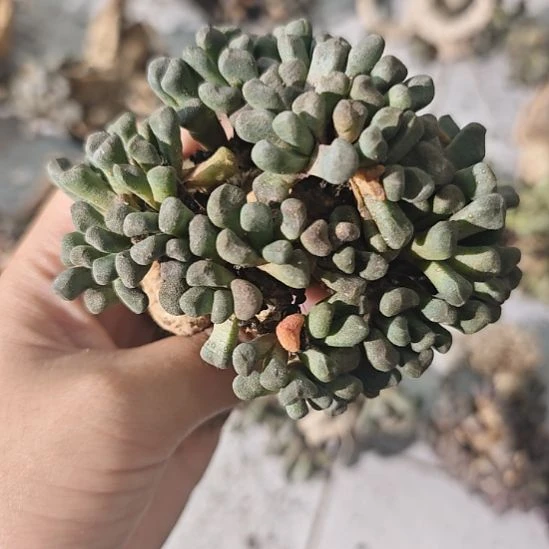 一物一拍，块根！！！