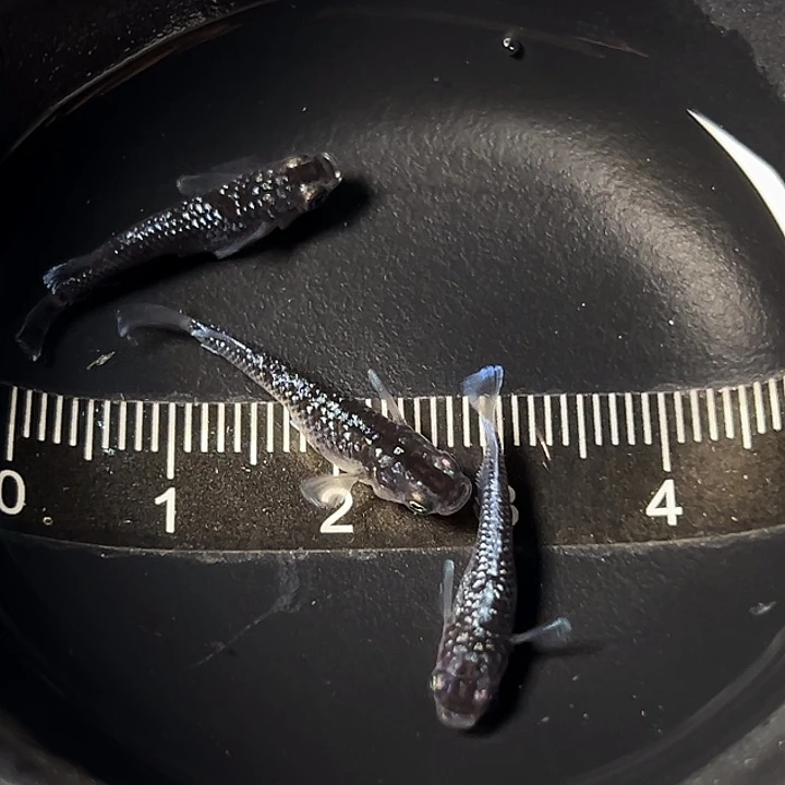 海水观背青鱂星光礼服一组32