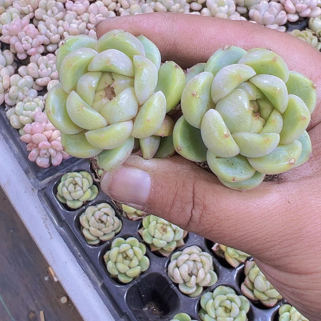 蓝水鬼2个19包邮植物