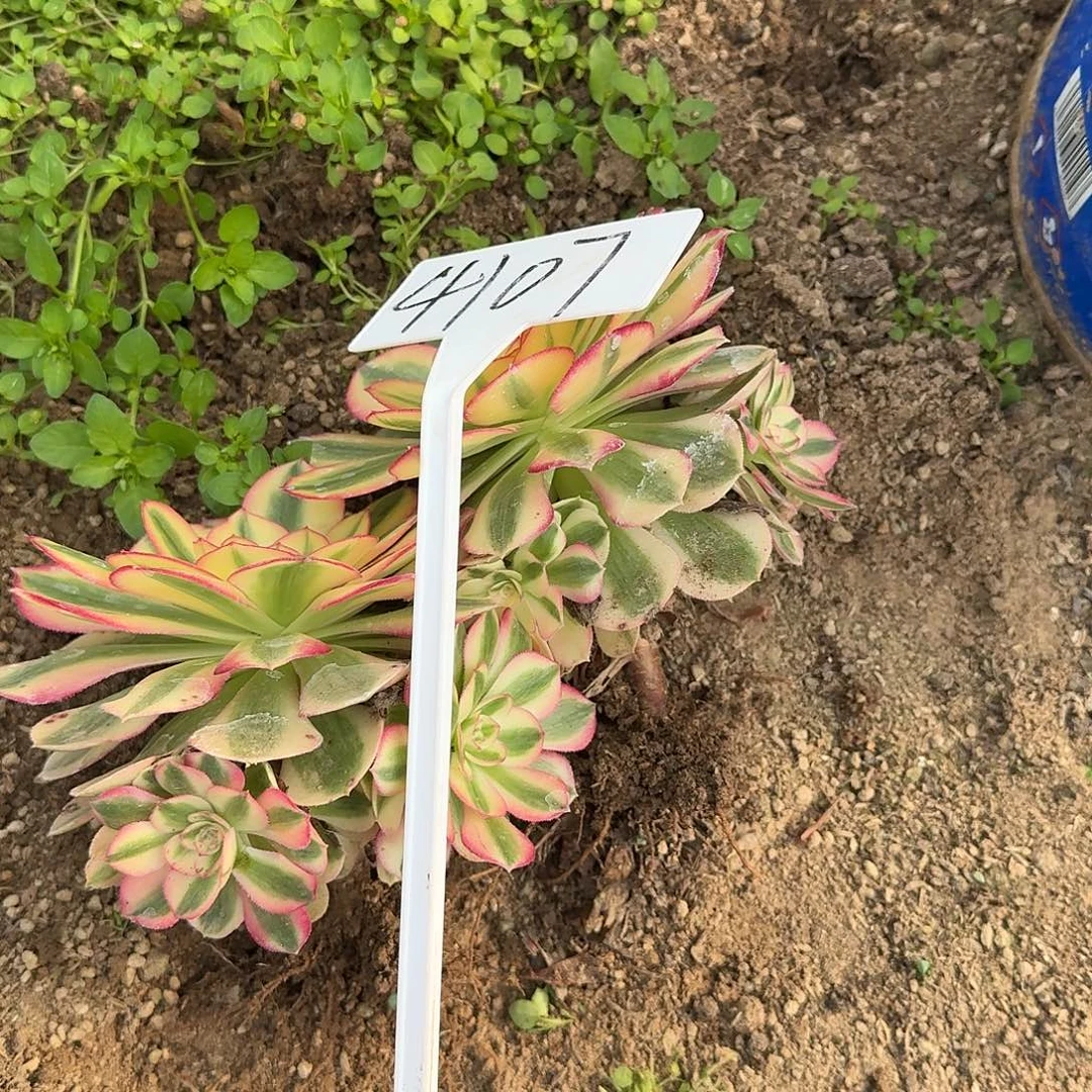 禾***木4107倾城多肉法师多肉法师