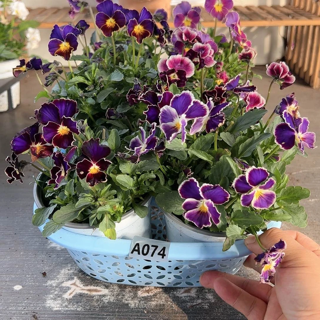 【闪购商品】074号