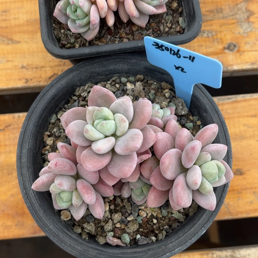 ?*350126-11洛神，露凝香