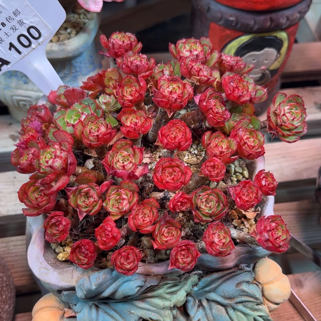 流金岁月guonvnvnvlvnvm