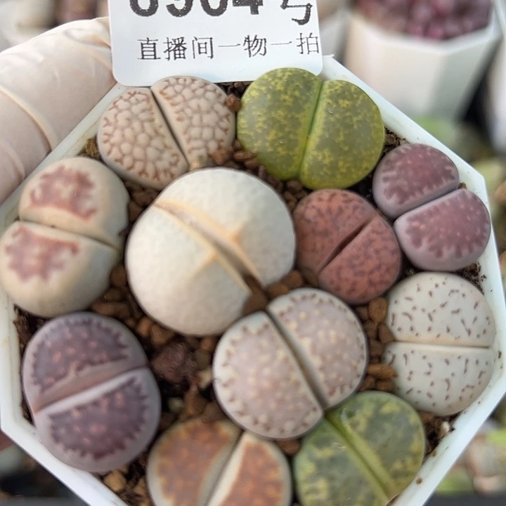 8904 好养易活生石花大母本有饼干有高尔夫6.5cm盆