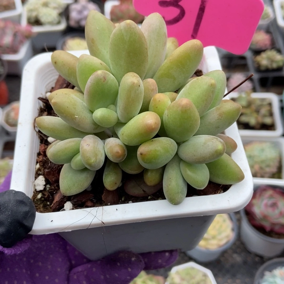 31芒果奶多肉植物