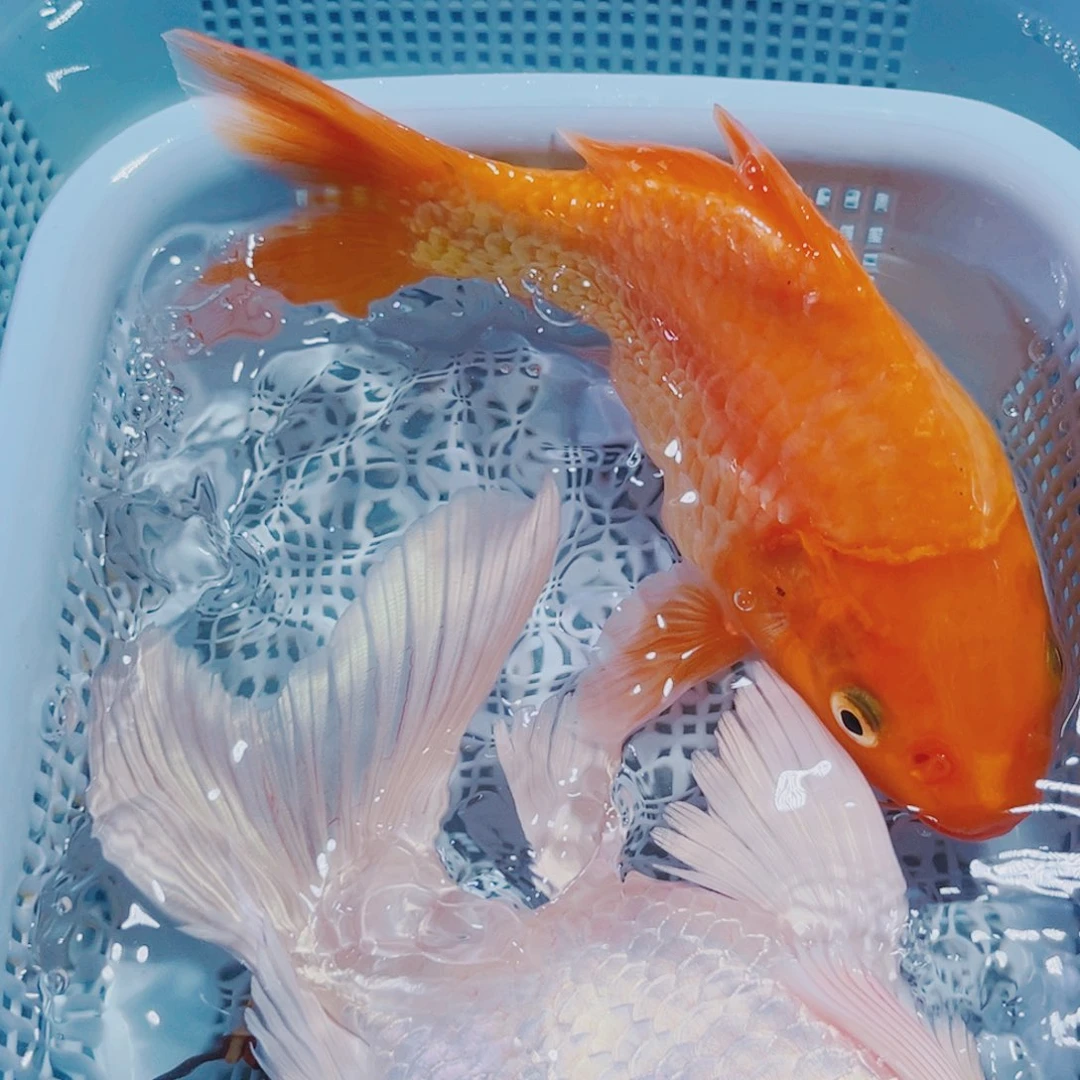 锦鲤154 锦鲤冷水观赏