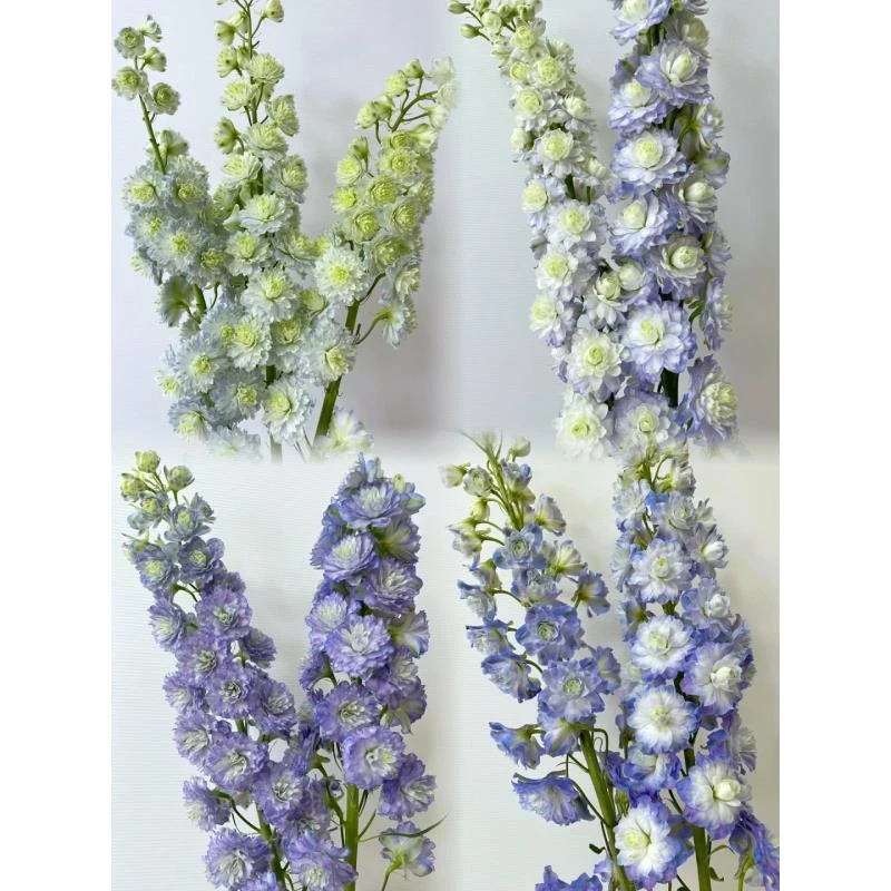 （定制精选）混色重瓣大飞燕 --收到花有问题第一时间联系客服