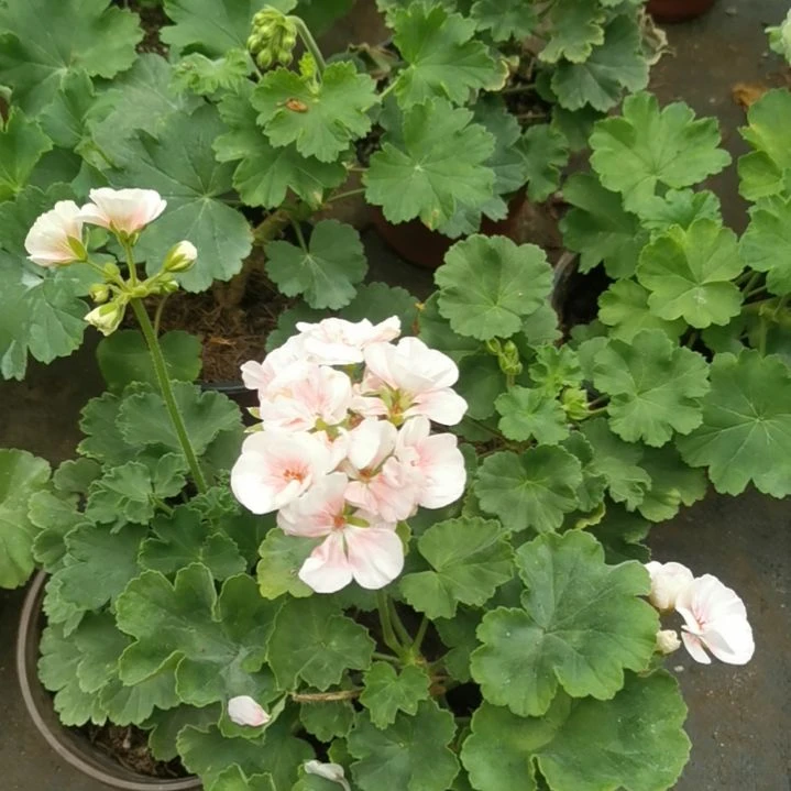 当前无花栽培后可以开花国王皇后公主