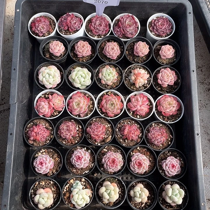 薇薇安园艺多肉2070