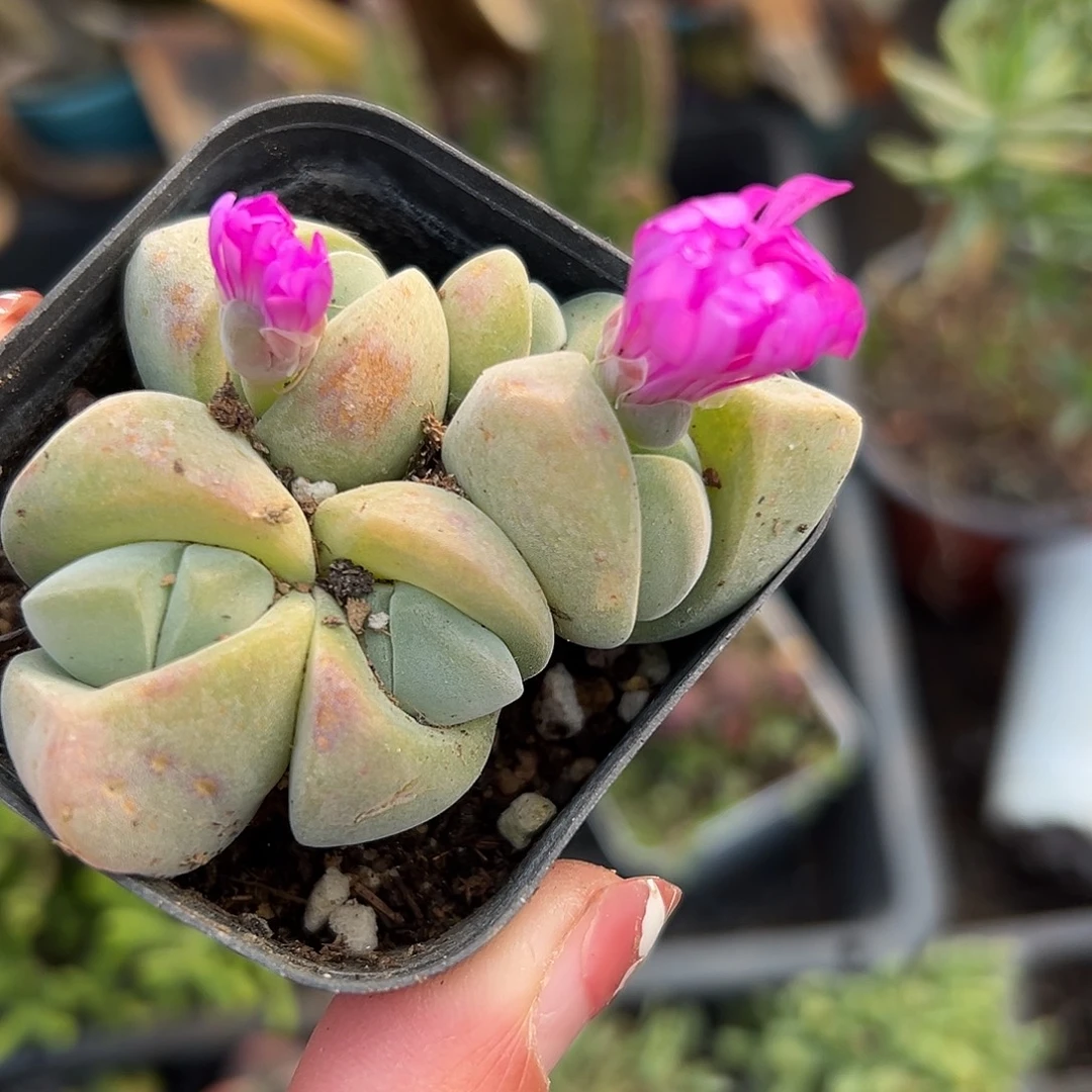 多肉植物无比玉开花